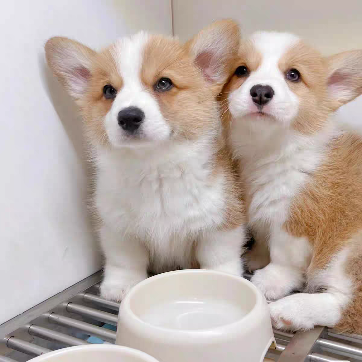 犬舍直销批发价格出售柯基犬